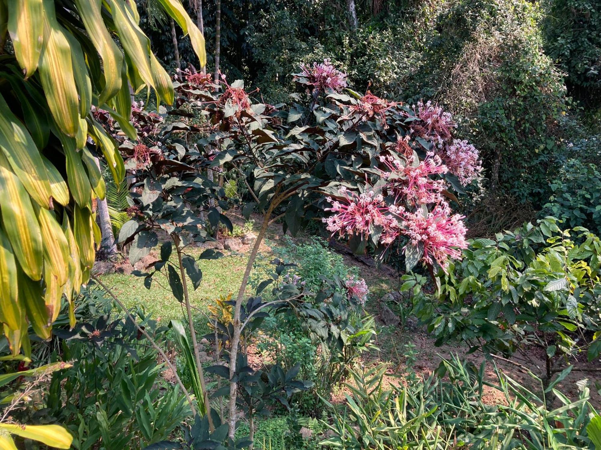 Casa Arariba - Ilha Grande - Abraão Eksteriør billede
